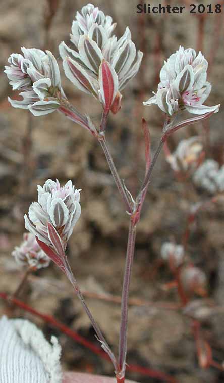 White-margined Knotweed, Pokeweed Fleeceflower: Polygonum polygaloides ssp. polygaloides (Synonyms: Polygonum confertiflorum, Polygonum kelloggii, Polygonum kelloggii var. confertiflorum, Polygonum watsonii)