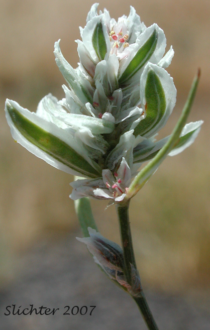 Inflorescence of White-margined Knotweed, Pokeweed Fleeceflower: Polygonum polygaloides ssp. polygaloides (Synonyms: Polygonum confertiflorum, Polygonum kelloggii, Polygonum kelloggii var. confertiflorum, Polygonum watsonii)