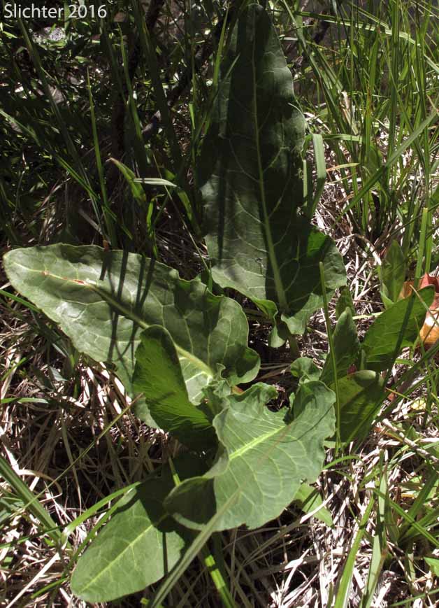 Leaves of Rocky Mountain Western Dock, Western Dock: Rumex occidentalis (Synonyms: Rumex aquaticus ssp. fenestratus, Rumex aquaticus ssp. occidentalis, Rumex aquaticus var. fenestratus, Rumex bakeri, Rumex fenestratus, Rumex fenestratus var. labradricus, Rumex gracilipes, Rumex occidentalis var. fenestratus, Rumex occidentalis var. labradoricus, Rumex occidentalis var. occidentalis, Rumex occidentalis var. procerus)