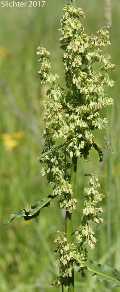 Rocky Mountain Western Dock, Western Dock: Rumex occidentalis (Synonyms: Rumex aquaticus ssp. fenestratus, Rumex aquaticus ssp. occidentalis, Rumex aquaticus var. fenestratus, Rumex bakeri, Rumex fenestratus, Rumex fenestratus var. labradricus, Rumex gracilipes, Rumex occidentalis var. fenestratus, Rumex occidentalis var. labradoricus, Rumex occidentalis var. occidentalis, Rumex occidentalis var. procerus)