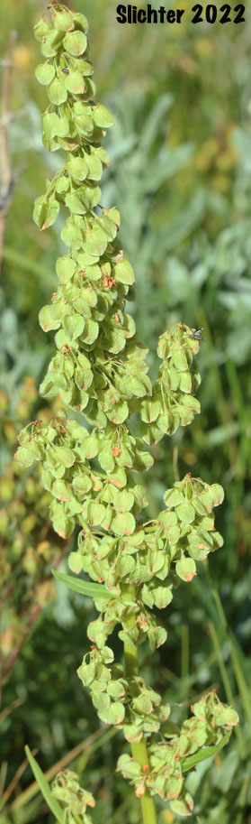 Inflorescence of Rocky Mountain Western Dock, Western Dock: Rumex occidentalis (Synonyms: Rumex aquaticus ssp. fenestratus, Rumex aquaticus ssp. occidentalis, Rumex aquaticus var. fenestratus, Rumex bakeri, Rumex fenestratus, Rumex fenestratus var. labradricus, Rumex gracilipes, Rumex occidentalis var. fenestratus, Rumex occidentalis var. labradoricus, Rumex occidentalis var. occidentalis, Rumex occidentalis var. procerus)