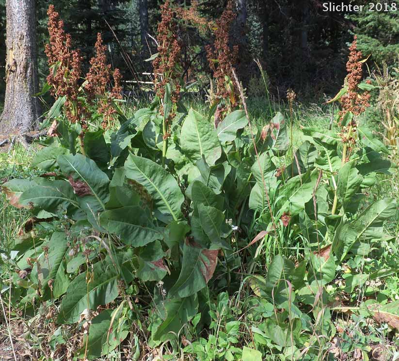 Habitat of Rocky Mountain Western Dock, Western Dock: Rumex occidentalis (Synonyms: Rumex aquaticus ssp. fenestratus, Rumex aquaticus ssp. occidentalis, Rumex aquaticus var. fenestratus, Rumex bakeri, Rumex fenestratus, Rumex fenestratus var. labradricus, Rumex gracilipes, Rumex occidentalis var. fenestratus, Rumex occidentalis var. labradoricus, Rumex occidentalis var. occidentalis, Rumex occidentalis var. procerus)