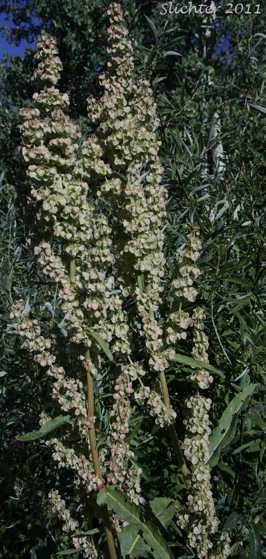 Inflorescence of Rocky Mountain Western Dock, Western Dock: Rumex occidentalis (Synonyms: Rumex aquaticus ssp. fenestratus, Rumex aquaticus ssp. occidentalis, Rumex aquaticus var. fenestratus, Rumex bakeri, Rumex fenestratus, Rumex fenestratus var. labradricus, Rumex gracilipes, Rumex occidentalis var. fenestratus, Rumex occidentalis var. labradoricus, Rumex occidentalis var. occidentalis, Rumex occidentalis var. procerus)