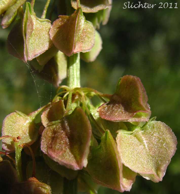 Close-up of the spade-shaped fruiting perianths of Rocky Mountain Western Dock, Western Dock: Rumex occidentalis (Synonyms: Rumex aquaticus ssp. fenestratus, Rumex aquaticus ssp. occidentalis, Rumex aquaticus var. fenestratus, Rumex bakeri, Rumex fenestratus, Rumex fenestratus var. labradricus, Rumex gracilipes, Rumex occidentalis var. fenestratus, Rumex occidentalis var. labradoricus, Rumex occidentalis var. occidentalis, Rumex occidentalis var. procerus)