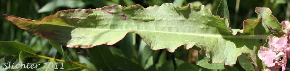 Close-up of an upper stem leaf of Rocky Mountain Western Dock, Western Dock: Rumex occidentalis (Synonyms: Rumex aquaticus ssp. fenestratus, Rumex aquaticus ssp. occidentalis, Rumex aquaticus var. fenestratus, Rumex bakeri, Rumex fenestratus, Rumex fenestratus var. labradricus, Rumex gracilipes, Rumex occidentalis var. fenestratus, Rumex occidentalis var. labradoricus, Rumex occidentalis var. occidentalis, Rumex occidentalis var. procerus)