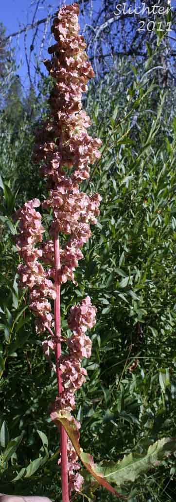 Close-up of the inflorescence of Rocky Mountain Western Dock, Western Dock: Rumex occidentalis (Synonyms: Rumex aquaticus ssp. fenestratus, Rumex aquaticus ssp. occidentalis, Rumex aquaticus var. fenestratus, Rumex bakeri, Rumex fenestratus, Rumex fenestratus var. labradricus, Rumex gracilipes, Rumex occidentalis var. fenestratus, Rumex occidentalis var. labradoricus, Rumex occidentalis var. occidentalis, Rumex occidentalis var. procerus)