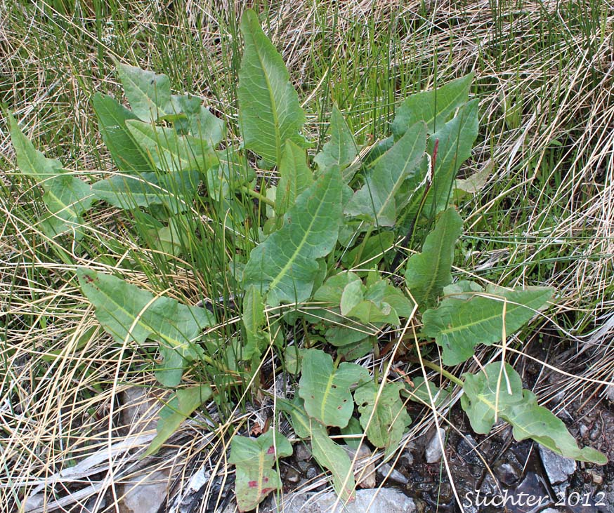 Rocky Mountain Western Dock, Western Dock: Rumex occidentalis (Synonyms: Rumex aquaticus ssp. fenestratus, Rumex aquaticus ssp. occidentalis, Rumex aquaticus var. fenestratus, Rumex bakeri, Rumex fenestratus, Rumex fenestratus var. labradricus, Rumex gracilipes, Rumex occidentalis var. fenestratus, Rumex occidentalis var. labradoricus, Rumex occidentalis var. occidentalis, Rumex occidentalis var. procerus)