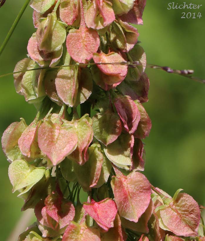 Rocky Mountain Western Dock, Western Dock: Rumex occidentalis (Synonyms: Rumex aquaticus ssp. fenestratus, Rumex aquaticus ssp. occidentalis, Rumex aquaticus var. fenestratus, Rumex bakeri, Rumex fenestratus, Rumex fenestratus var. labradricus, Rumex gracilipes, Rumex occidentalis var. fenestratus, Rumex occidentalis var. labradoricus, Rumex occidentalis var. occidentalis, Rumex occidentalis var. procerus)