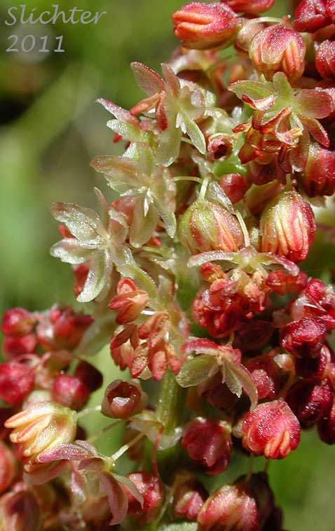 Close-up of the inflorescence of Mountain Sorrel, Slender Meadow Dock: Rumex paucifolius (Synonym: Acetocella paucifolia)