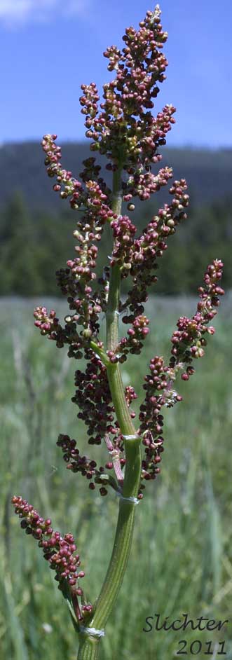 Close-up of the inflorescence of Mountain Sorrel, Slender Meadow Dock: Rumex paucifolius (Synonym: Acetocella paucifolia)
