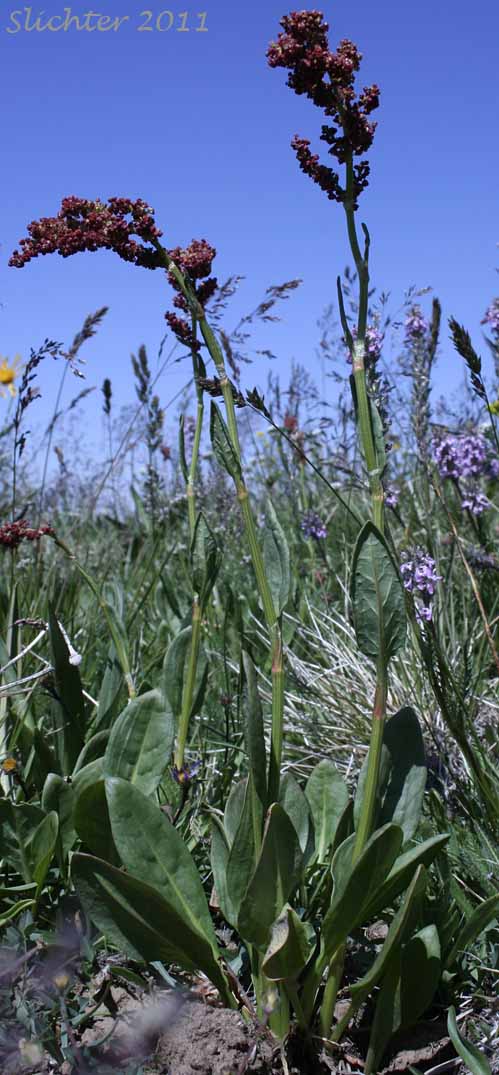 Mountain Sorrel, Slender Meadow Dock: Rumex paucifolius