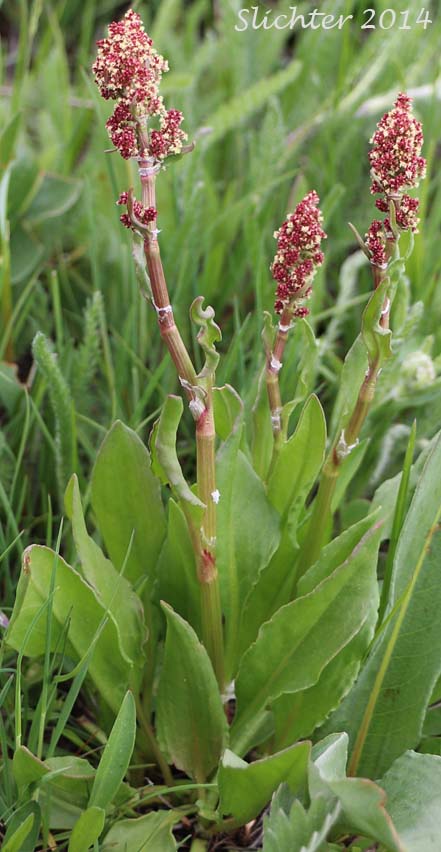 Mountain Sorrel, Slender Meadow Dock: Rumex paucifolius (Synonym: Acetocella paucifolia)