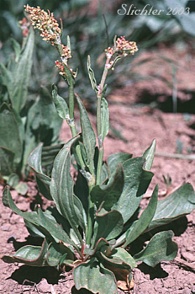 Mountain Sorrel, Slender Meadow Dock: Rumex paucifolius