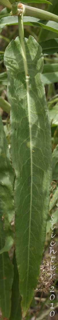 Stem leaf of Mexican Dock, Triangular-valved Dock, White Willow Dock: Rumex salicifolius var. mexicanus (Synonyms: Rumex mexicanus, Rumex mexicanus var. angustifolius, Rumex mexicanus var. mexicanus, Rumex mexicanus var. subarcticus, Rumex quadrangulivalvis, Rumex salicifolius ssp. triangulivalvis, Rumex salicifolius var. triangularivalvis, Rumex subarcticus, Rumex triangularivalvis, Rumex triangulivalvis var. oreolapathum)