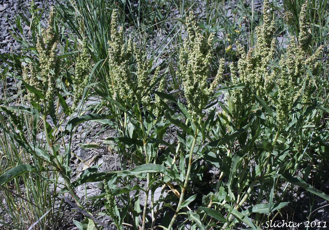 Mexican Dock, Triangular-valved Dock, White Willow Dock: Rumex salicifolius var. mexicanus (Synonyms: Rumex mexicanus, Rumex mexicanus var. angustifolius, Rumex mexicanus var. mexicanus, Rumex mexicanus var. subarcticus, Rumex quadrangulivalvis, Rumex salicifolius ssp. triangulivalvis, Rumex salicifolius var. triangularivalvis, Rumex subarcticus, Rumex triangularivalvis, Rumex triangulivalvis var. oreolapathum)
