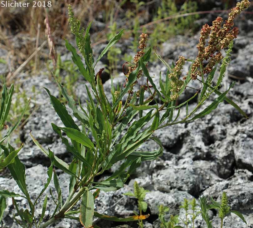 Mexican Dock, Triangular-valved Dock, White Willow Dock: Rumex salicifolius var. triangulivalvis (Synonyms: Rumex salicifolius ssp. triangulivalvis, Rumex triangularivalvis)