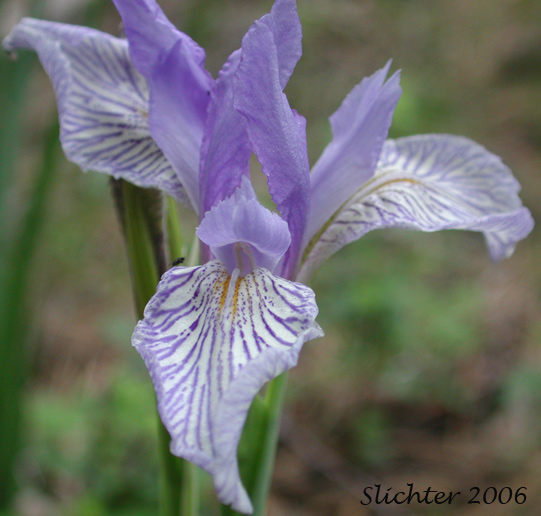 Flower of Rocky Mountain Iris, Western Blue Flag, Western Iris: Iris missouriensis