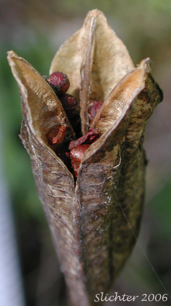 Seed pod of Rocky Mountain Iris, Western Blue Flag, Western Iris: Iris missouriensis