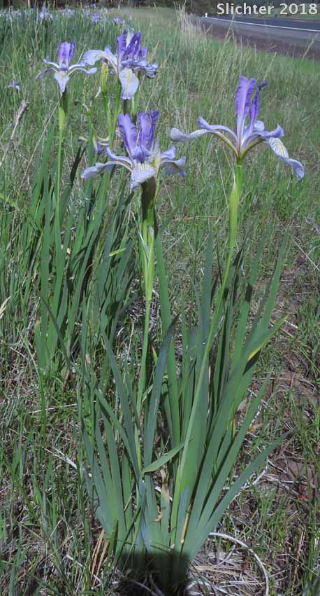 Rocky Mountain Iris, Western Blue Flag, Western Iris: Iris missouriensis