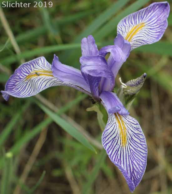 Rocky Mountain Iris, Western Blue Flag, Western Iris: Iris missouriensis