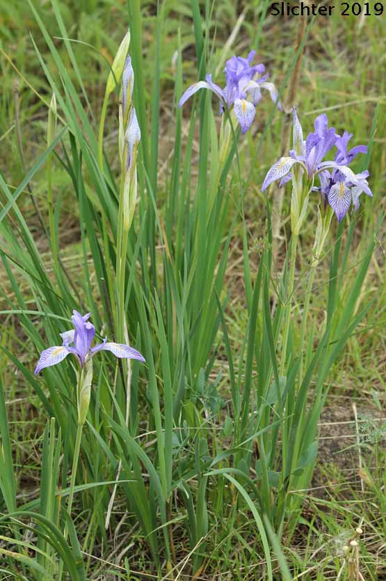 Rocky Mountain Iris, Western Blue Flag, Western Iris: Iris missouriensis