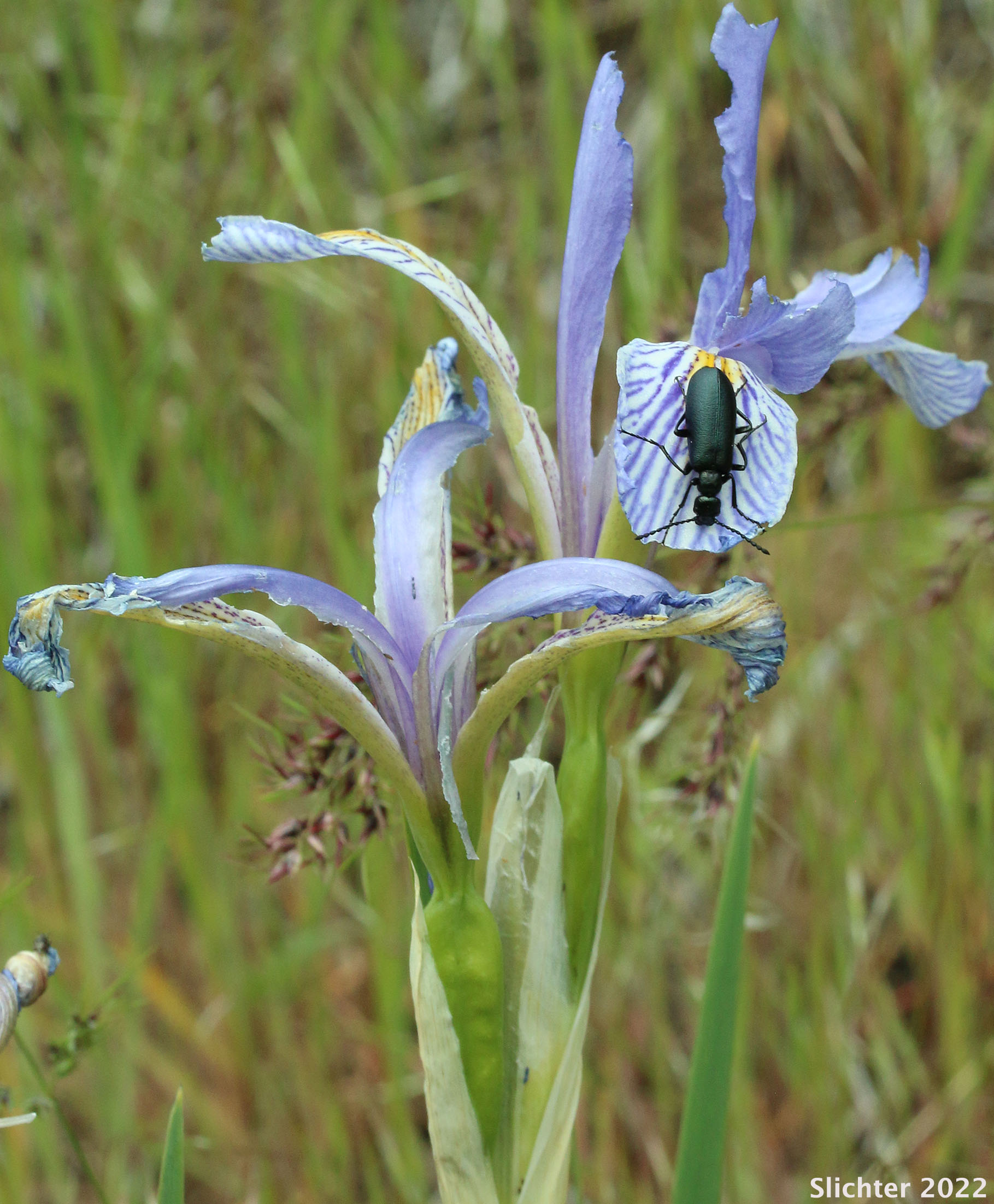Rocky Mountain Iris, Western Blue Flag, Western Iris: Iris missouriensis