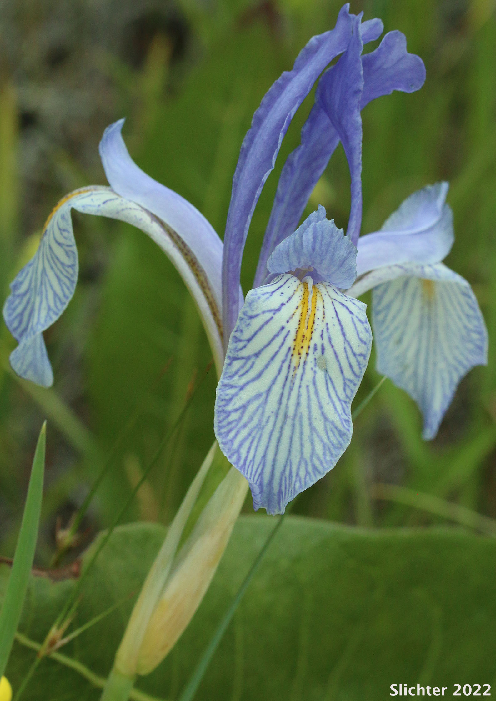 Rocky Mountain Iris, Western Blue Flag, Western Iris: Iris missouriensis