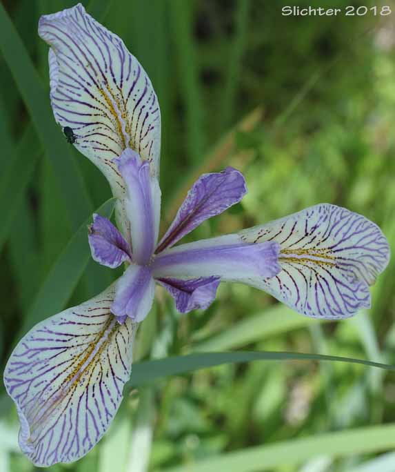 Flower of Rocky Mountain Iris, Western Blue Flag, Western Iris: Iris missouriensis