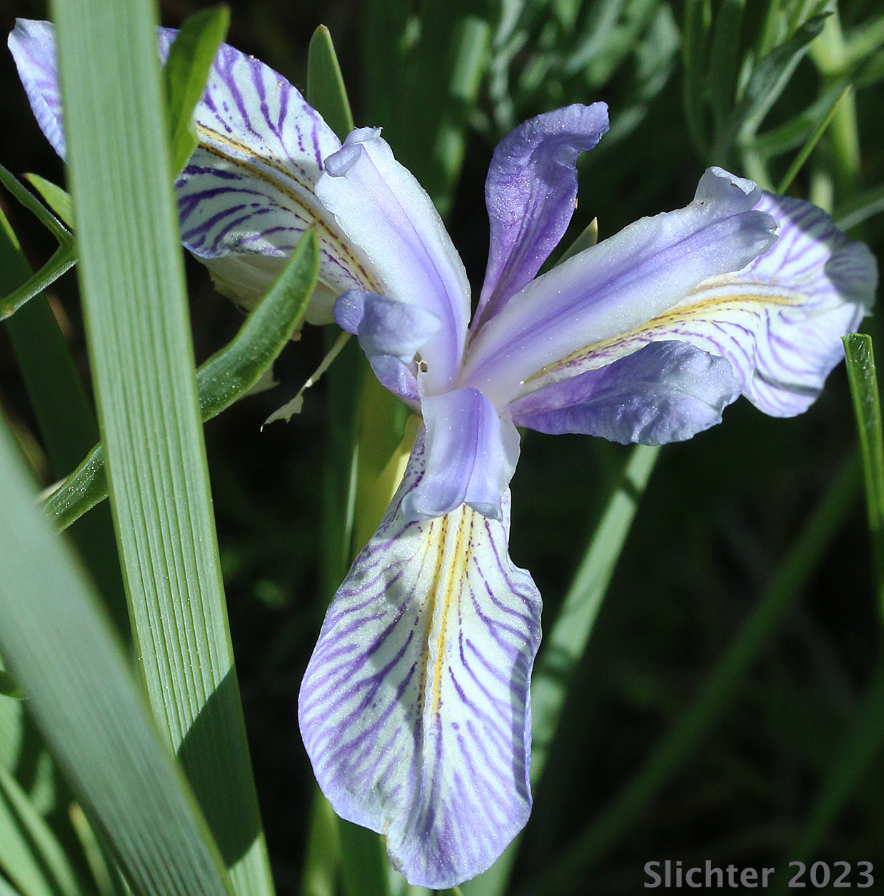 Flower of Rocky Mountain Iris, Western Blue Flag, Western Iris: Iris missouriensis