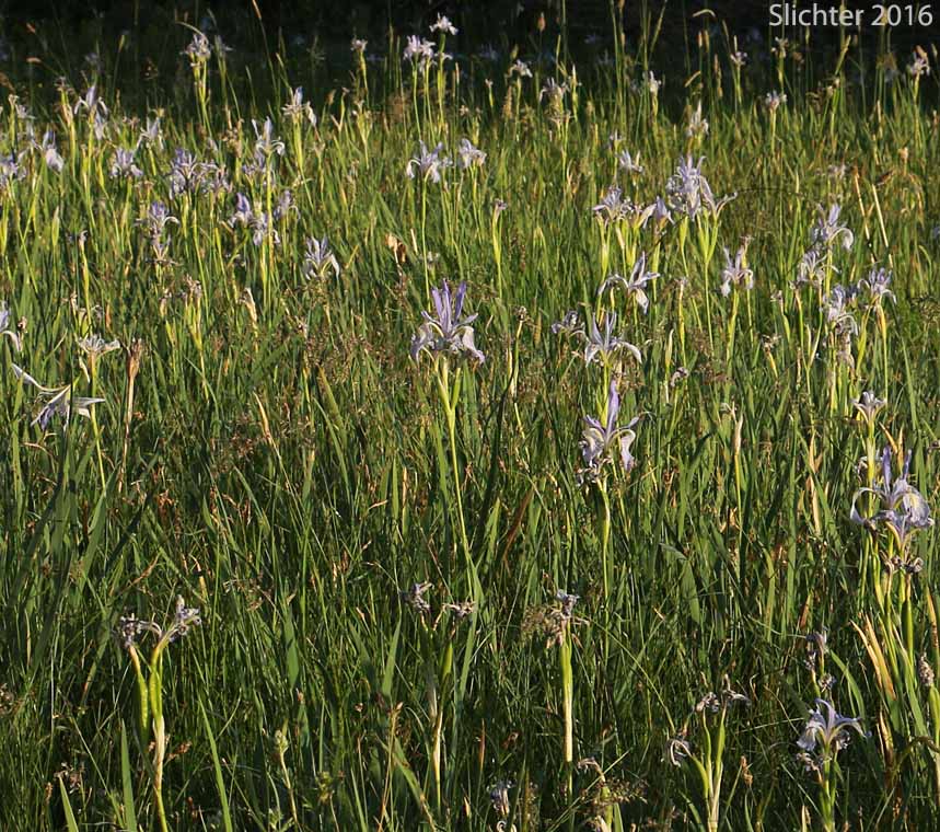 Rocky Mountain Iris, Western Blue Flag, Western Iris: Iris missouriensis