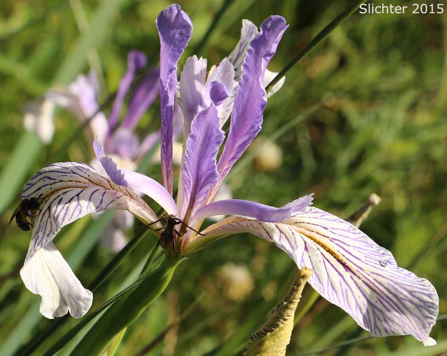 Rocky Mountain Iris, Western Blue Flag, Western Iris: Iris missouriensis