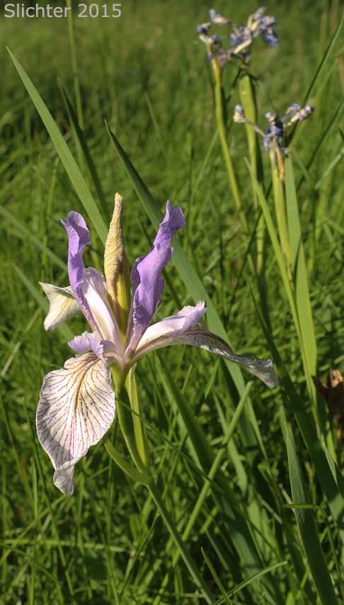 Rocky Mountain Iris, Western Blue Flag, Western Iris: Iris missouriensis