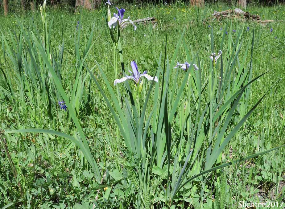 Rocky Mountain Iris, Western Blue Flag, Western Iris: Iris missouriensis