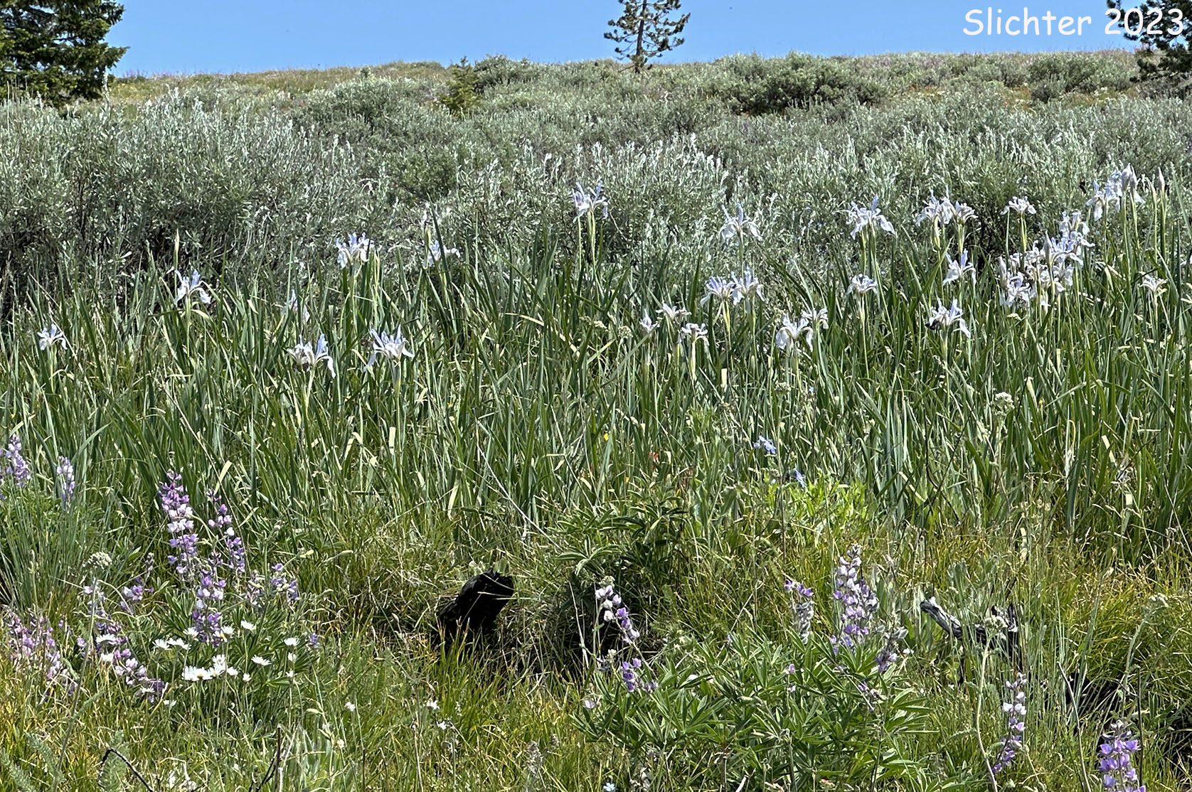 Habitat of Rocky Mountain Iris, Western Blue Flag, Western Iris: Iris missouriensis