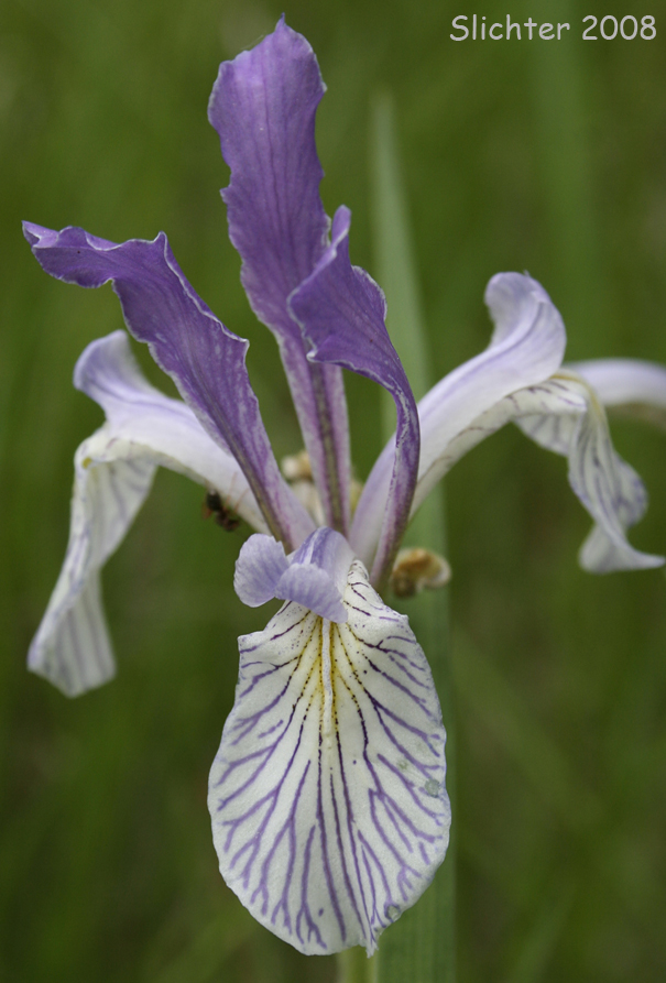 Western Blue Flag: Iris missouriensis 