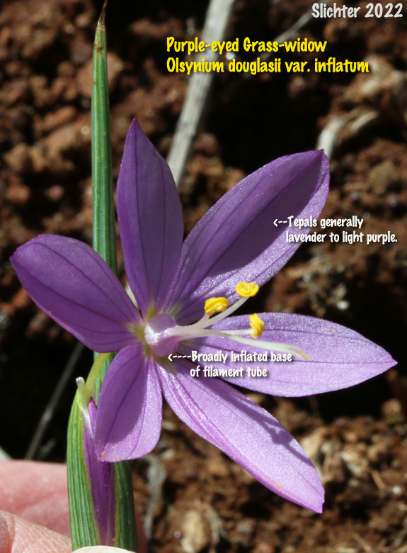 Grass Widow, Grass Widows, Inflated Purple-eyed Grass, Purple-eyed Grass: Olsynium inflatum var. inflatum  (Synonyms: Olsynium inflatum, Sisyrinchium douglasii var. inflatum Sisyrinchium inflatum)