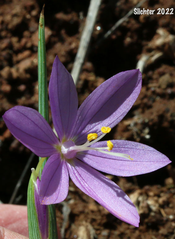 Grass Widow, Grass Widows, Inflated Purple-eyed Grass, Purple-eyed Grass: Olsynium inflatum var. inflatum (Synonyms: Olsynium inflatum, Sisyrinchium douglasii var. inflatum Sisyrinchium inflatum)