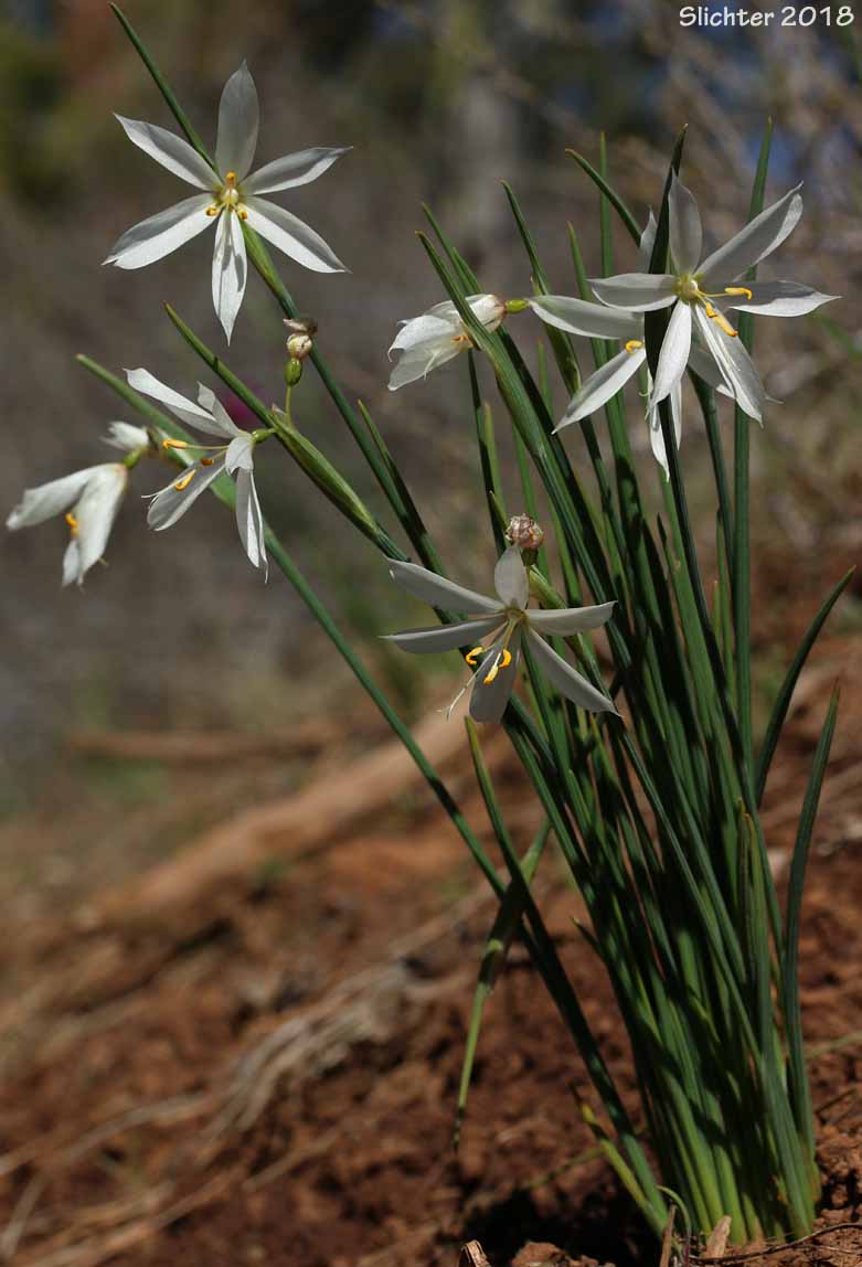 Grass Widow, Grass Widows, Inflated Purple-eyed Grass, Purple-eyed Grass: Olsynium inflatum var. inflatum (Synonyms: Olsynium inflatum, Sisyrinchium douglasii var. inflatum Sisyrinchium inflatum)