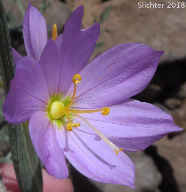 Grass Widow, Grass Widows, Inflated Purple-eyed Grass, Purple-eyed Grass: Olsynium inflatum var. inflatum (Synonyms: Olsynium inflatum, Sisyrinchium douglasii var. inflatum Sisyrinchium inflatum)