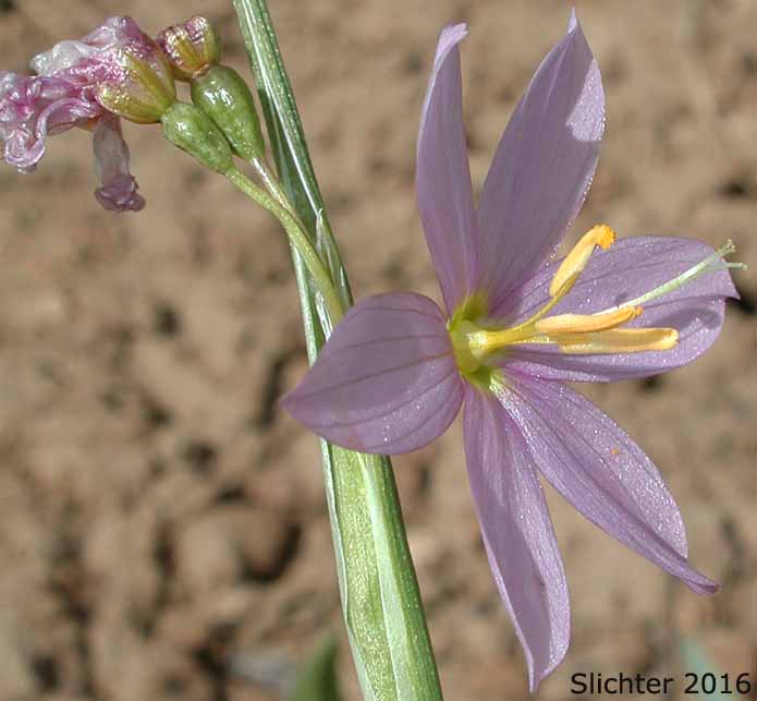 Grass Widow, Grass Widows, Inflated Purple-eyed Grass, Purple-eyed Grass: Olsynium inflatum var. inflatum (Synonyms: Olsynium inflatum, Sisyrinchium douglasii var. inflatum Sisyrinchium inflatum)