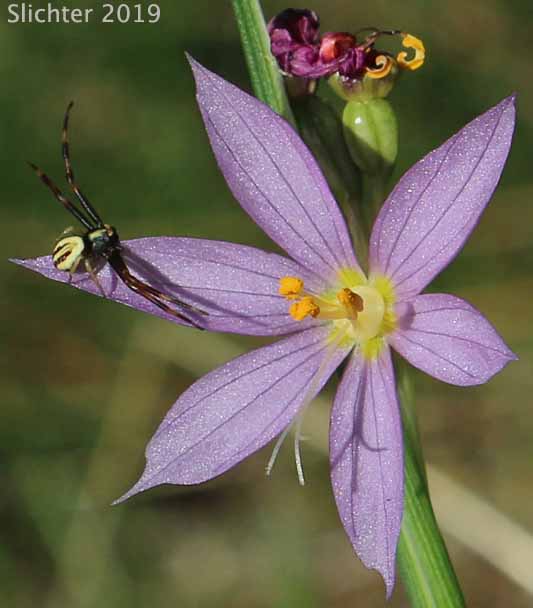 Grass Widow, Grass Widows, Inflated Purple-eyed Grass, Purple-eyed Grass: Olsynium inflatum var. inflatum (Synonyms: Olsynium inflatum, Sisyrinchium douglasii var. inflatum Sisyrinchium inflatum)