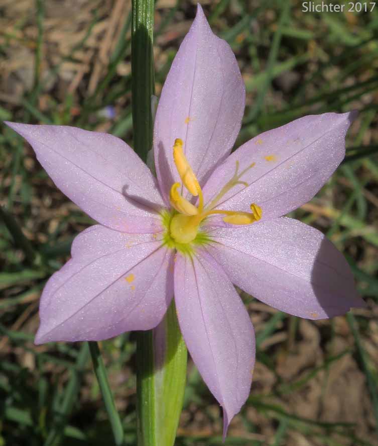 Grass Widow, Grass Widows, Inflated Purple-eyed Grass, Purple-eyed Grass: Olsynium inflatum var. inflatum (Synonyms: Olsynium inflatum, Sisyrinchium douglasii var. inflatum Sisyrinchium inflatum)