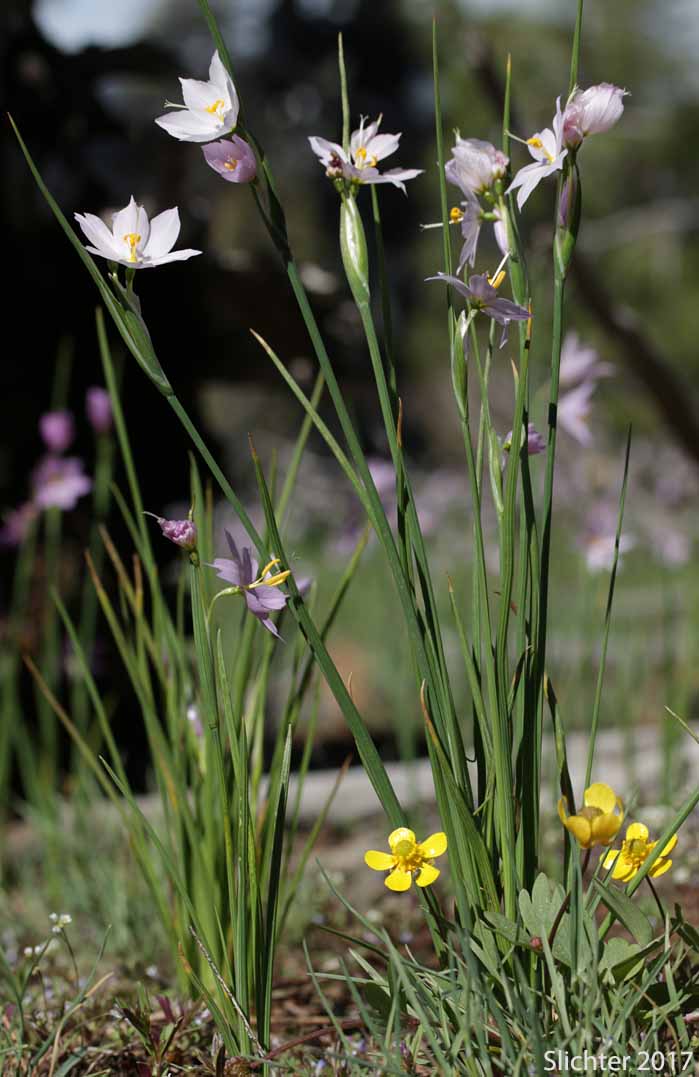 Grass Widow, Grass Widows, Inflated Purple-eyed Grass, Purple-eyed Grass: Olsynium inflatum var. inflatum (Synonyms: Olsynium inflatum, Sisyrinchium douglasii var. inflatum Sisyrinchium inflatum)