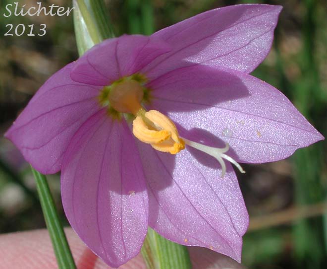 Grass Widow, Grass Widows, Inflated Purple-eyed Grass, Purple-eyed Grass: Olsynium inflatum var. inflatum (Synonyms: Olsynium inflatum, Sisyrinchium douglasii var. inflatum Sisyrinchium inflatum)