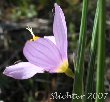 Flower of Grass Widow, Grass Widows, Inflated Purple-eyed Grass, Purple-eyed Grass: Olsynium inflatum var. inflatum (Synonyms: Olsynium inflatum, Sisyrinchium douglasii var. inflatum Sisyrinchium inflatum)
