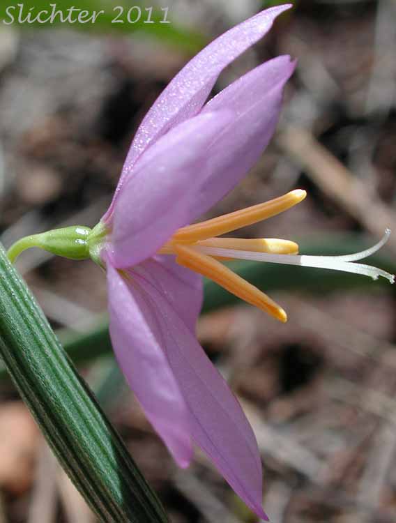 Grass Widow, Grass Widows, Inflated Purple-eyed Grass, Purple-eyed Grass: Olsynium inflatum var. inflatum (Synonyms: Olsynium inflatum, Sisyrinchium douglasii var. inflatum Sisyrinchium inflatum)