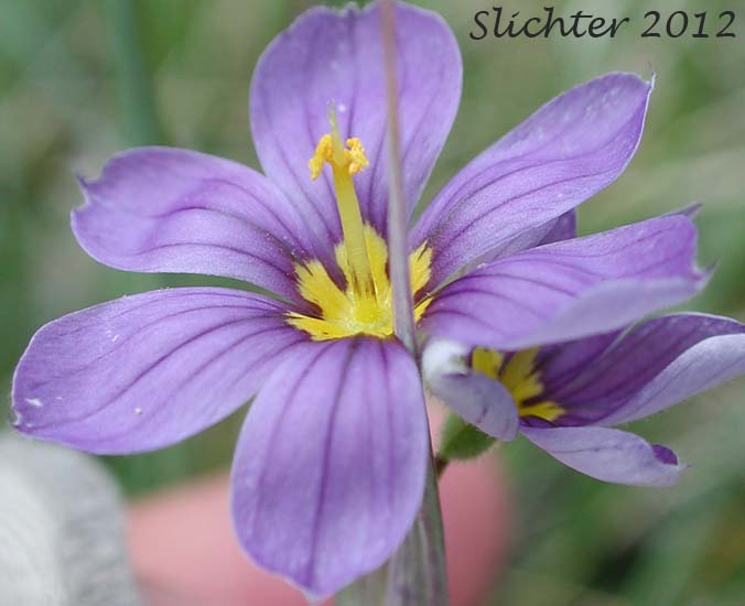 Flower of Idaho Blue-eyed Grass: Sisyrinchium idahoense
