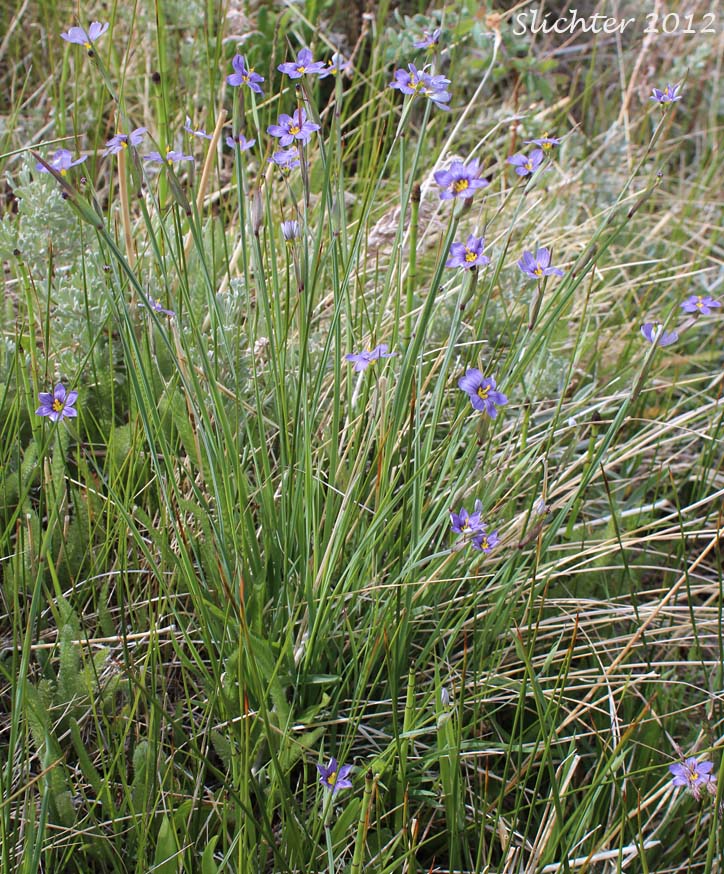 Idaho Blue-eyed Grass: Sisyrinchium idahoense