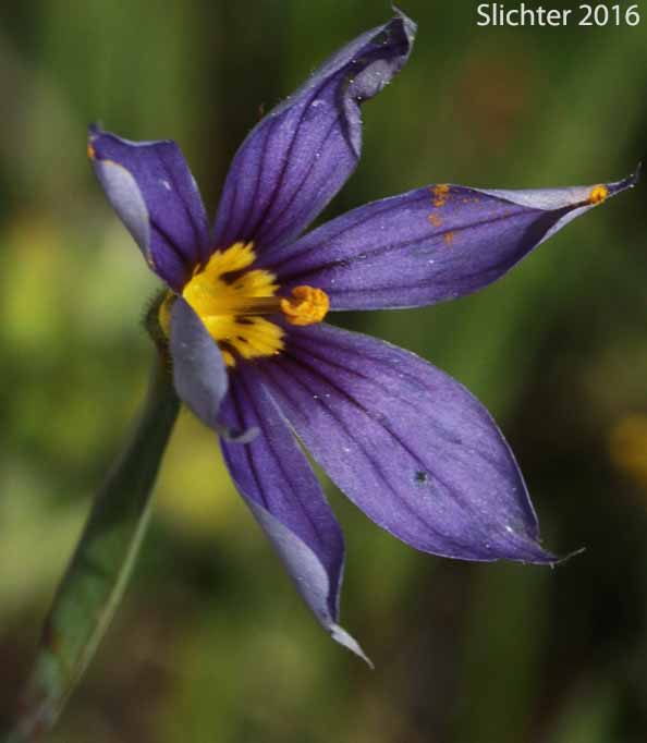 Idaho Blue-eyed Grass: Sisyrinchium idahoense