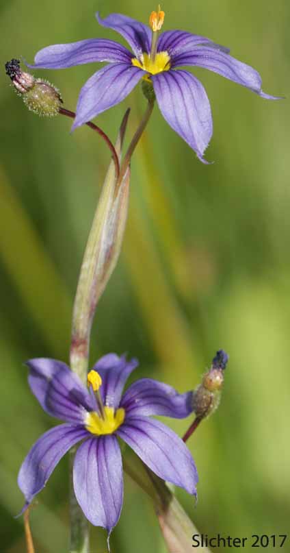 Idaho Blue-eyed Grass: Sisyrinchium idahoense